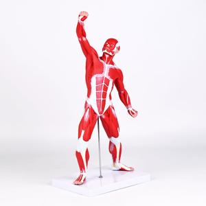 Clear Human Body Structure Model, 19.69 Inch High Human Body Model for Kids with Detailed Muscular & Skeletal Systems, Educational Clear Human Body Model for Classroom Demonstration, Medical Study