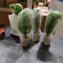 Suncalla 4 Pack Small Artificial Christmas Norfolk Pine Tree Rustic Table Decorations Centerpiece Indoor 14 Inch Faux Pine Trees with Pulp Flowerpot for Holiday Farmhouse Decor