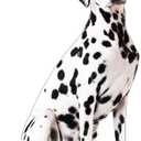 Cardboard People Dalmation Dog Life Size Cardboard Cutout Standup - Made in USA