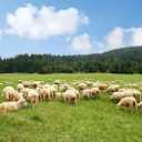 BELECO 7x5ft Fabric Rural Sheep Pasture Backdrop Flock of Sheep Lamb Grazing, Green Farm Meadow Hills Shepherd Photography Background for Party Decorations Photo Booth Studio Props Wallpaper