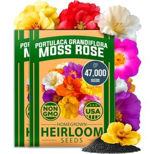 HOME GROWN 47000+ Moss Rose Seeds (Bulk Pack) Annual Flower for Ground Cover - Heirloom Non-GMO Portulaca Seeds for Planting Outdoors - Great for Low-Maintenance Gardens (Portulaca grandiflora)