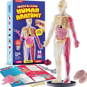 Dan&Darci Human Anatomy Squishy Body Model - Science Kits for Kids Ages 4-8 - STEM Toys for 4 5 6 7 8 Year Old Boy Birthday Gift - Learning Educational Toys for Ages 5-7 Boys Gifts - Skeleton Parts