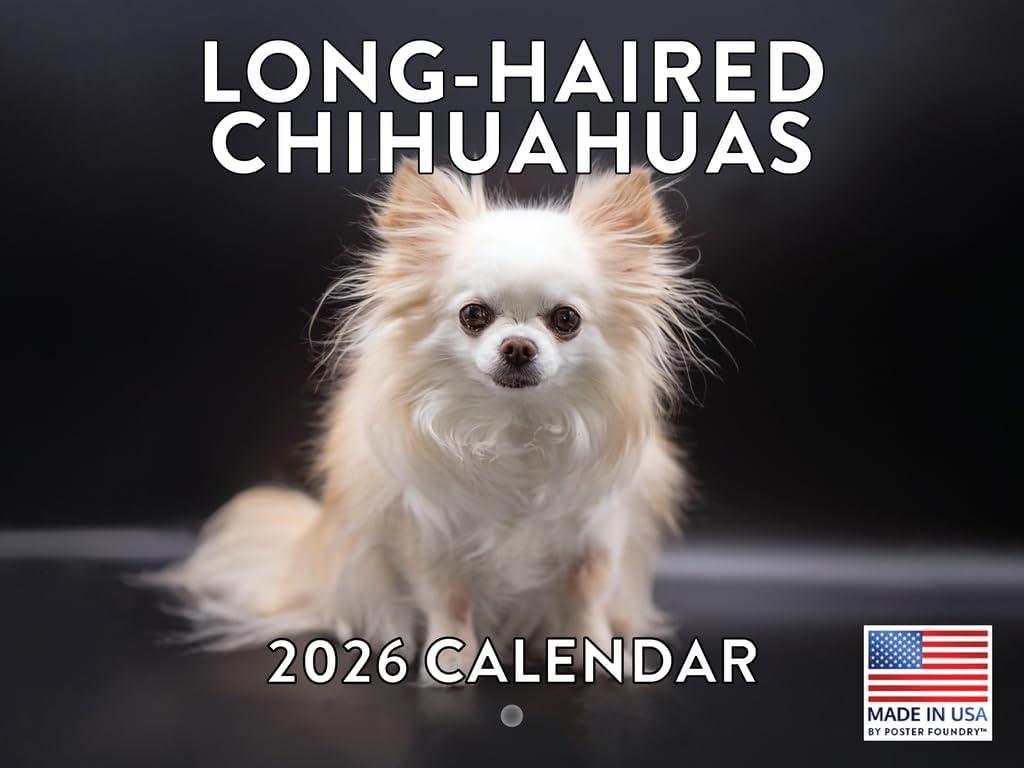 Long Haired Chihuahua Calendar 2026 Monthly Wall Calendar 12 Month | American Made In The USA