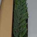 8Pcs 36 Inch Realistic Norfolk Pine Branches, Artificial Real Touch Christmas Pine Stems Picks Greenery Fake Pine Branch for Vase DIY Crafts Xmas Indoor Outdoor Home Decor