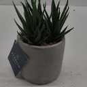 Bambeco Tabletop Decoration Plant
