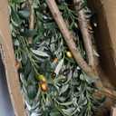 7FT Artificial Olive Tree with Lights & Planter, Tall Faux Olive Plant
