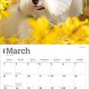 Maltese | 2026 12 x 24 Inch (Hanging) Monthly Square Wall Calendar | Plastic-Free | BrownTrout | Animals Small Dog Breeds