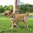 No Pull Dog Harness, Reflective Puppy Harness with Soft Padded Handle, Escape Proof/Quick Fit Adjustable Pet Harness for Small Medium Large Dogs, Easy for Training Walking (Yellow, M)