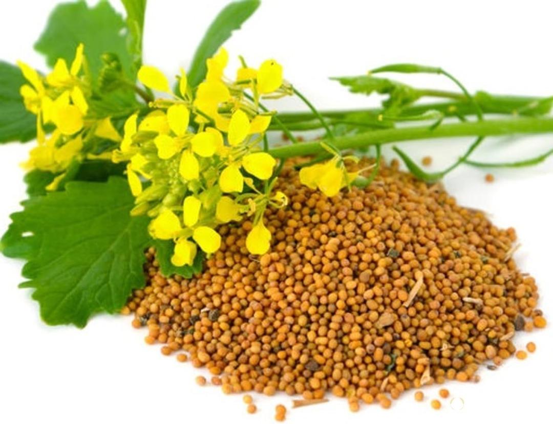 7 x 500+ Seeds Mustard - Vegetable White