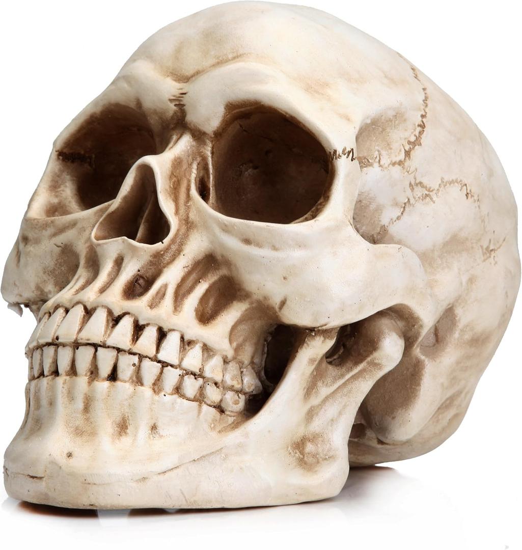 READAEER Resin Skull, Human Head Model for Home Decoration, Halloween Statue, Skull Model for Bookshelf and Desktop (White)(7.68"D x 5.91"W x 5.35"H)