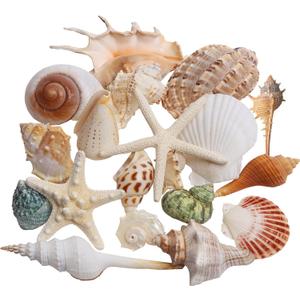 JQAQJU Sea Shells Mixed Beach Seashells 20 Kinds, 1.5"-5.5" Various Sizes Large Ocean Shells Conch 2 Kinds Natural Starfish for Decorating Beach Theme Party Fish Tank Filling Home Decor Wedding