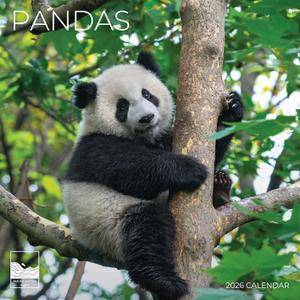3 x 2026 Panada Wall Calendar | 12" x 24" Open | Animal Photography Thick & Sturdy Paper for Organizing & Planning | Office Kitchen Decor or Gift | Pacific Waters Press (Pandas)