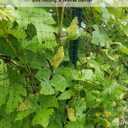 KLEWEE Bird Netting, 7.5 x 25 FT Heavy Plastic Duty Garden Netting to Protect Fruit Trees, Plants and Vegetables Against Birds, Deer, Squirrels and Other Animals