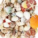 WEOXPR Mixed Sea Shells, 100+ Pcs Beach Seashells Starfish, Various Sizes Ocean Seashells for Fish Tank Vase Fillers, Beach Theme Party Wedding Decor, Candle Making, DIY Crafts