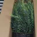 FOTEEWL Artificial Ferns Hanging Basket for Outdoor - 2 Sets Sun-Resistant Lifelike Plants Fake Fern Faux Greenery Bush for Porch, Home Garden, Farmhouse, Eaves, Yard Decor