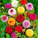 3 x Seeds Dahlia Pompon Mix Annual Beautiful Flower Non GMO