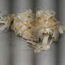 100 Pcs Satin Ribbon Bows with Twist Tie 2.5 Inch Pretied Premade Colored Craft Bows for Gift Wrapping Basket Wedding Baby Shower Birthday Party (Ivory)