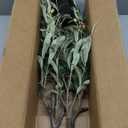 TreeTrip Olive Tree Artificial Indoor, 4 FT Faux Olive Trees with Planter, Fake Plants with Natural Trunk and Lifelike Fruits for Home Office Decor(1, 4FT)