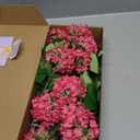 EUEUZLT Hydrangea Artificial Flowers Fake Hydrangeas - Silk Flowers 4 Pack 28 Inch Long with 12 Real Touch Blooms, Snowball Viburnum for Wedding and Home Decor(Rose red)