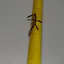 Flylin Calligraphy Cloth, Reusable Chinese Calligraphy Practicing Tool Magic Water Painting Paper Ten Thousand Times Writing Cloth Scroll for Home School (Yellow)