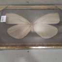 Vintage Gold Framed Butterfly Canvas Wall Art Sage Green Moth Painting Picture Wall Decor Retro Insect Poster Print Artwork for Living Room Bedroom Farmhouse Office Home Decoration, 24"L x 16"W