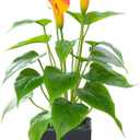 Artificial Flower Plants Calla Lily Faux Small Potted Plant with Black Pot Fake Bonsai Flower for Home, Office, Indoor and Outdoor Occasions Decor (Orange Fake Flower)