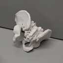 2024 New Life Size Pelvis Model Anatomy Model for Science Education and Medical Study