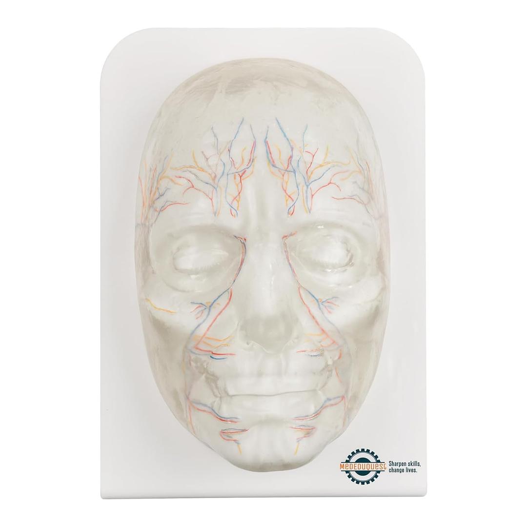 Transparent Injection Face Model with Blood Vessels, Anatomical Injection Mannequin Face, Facial Injection Training Model for Estheticians, Medical Students, Detachble Face Skin