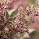 Dingion 3 Pcs 43 Inch Dusty Plum Berry Stem Artificial Spring Faux Sedum Stem Spray Flowers Realistic Flowers Branches Floral Picks for Vase Wedding Holiday Mantel DIY Harvest Seasonal Home Decor