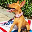 Cute Dog Collar Rainbow Pattern for Boys and Girls Holiday Dog Collars Summer Fall Gift Adjustable for Small to Medium Breed Dogs (Rainbow, S)