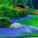 4 x Creeping Thyme Seeds for Planting - 21000+ Blue Creeping Thyme Seeds Non-GMO Perennial Flower Seeds Ground Cover Plant Landscaping, Easy to Grow (EXP 11/25/26)