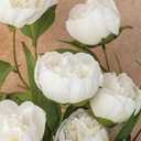 Floroom 6 Pcs Faux Silk Peony Artificial Flowers, 27" Long Stem Peonies Bulk, Fake Flower Branches for Tall Vases DIY Wedding Bouquet Centerpieces Floral Arrangements Fillers Home Decor, Ivory