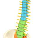 QWORK Flexible Human Spine Model with Spinal Nerves Pelvis and Thighs, Vertebral Column Anatomical Model, 45 cm / 18"