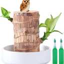 Brazilian Lucky Wood Plant,Fortune Brazil Wood Potted Plant with Owl Figurine,Mini Brazil Decoration, Desk Decor for Home & Office Desktop Planter
