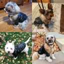 LESYPET Dog Leather Jacket for Small Dogs, Waterproof Dog Winter Jacket Puppy Coat with Fleece Lined, Ultra Warm Fur Collar Doggie Coat, Black XX-Large