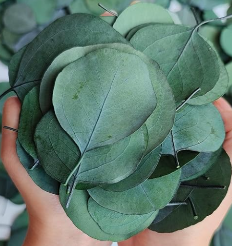 600 Pcs Real Dried Eucalyptus Leaves - Bulk Preserved Eucalyptus Green Leaves for Wedding DIY Wreath, Baby Shower, Cake Bouquet, Party Decor