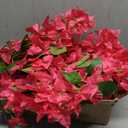 Pack of 16 - Artificial Bougainvillea Flower Stems Silk Bougainvillea Long Branches Full Blossoms for Home Wedding Table Centerpiece Shower Event Backdrop Indoor Outdoor Decorations (Fuchsia)