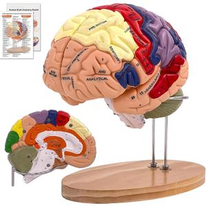 DSFGFRR Human Brain Model 2X Life‑Size, Brain Anatomy Model for Neuroscience, 4‑Part Detachable 3D Brain Model with Laser‑Engraved Labels and Stand for Psychology Neuroscience Learning