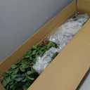 GarveeHome Artificial Plants Indoor, 6 ft Fake Black Olive Tree with Lights Tall Fake Plants in Plastic Nursery Pot Fake Tree Artificial Trees for Home Decor Office Living Room