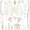 Merinden Human Skeleton Model For Anatomy 67 inch High, Full Size Skeleton Models with 3 Poster, Skull, Spine, Bones, Articulated Hand & Foot, for Anatomy Medical Learning, 8.6 x 13.7 inches