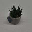 Bambeco Tabletop Decoration Plant