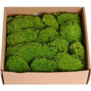 1.5 Sq. Ft. Preserved Moss Pole Decorative Moss for Crafts, Art, Wall Decor,Yellow Green Moss
