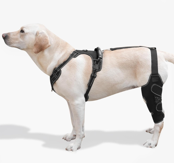 FurWell Dog Knee Brace with Adjustable Support – ACL & CCL Tear Recovery, PostSurgery Stabilization, Mobility Aid for Rear Legs – Includes Secure Chest Harness for Dogs (Both Legs, L)