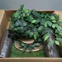 On2 Pets Cat Tree with Leaves Made in USA, Cat House & Cat Activity Tree, Multi-Level Cat Condo for Indoor Cats
