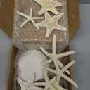 JQAQJU 3-4 Inches Large Starfish and Scallop Shells for Crafts 12PCS, Natural Beach Sea Shells for Crafting, Baking Shells Perfect for White Christmas Decor Beach Party Wedding Fishtank DIY Crafts