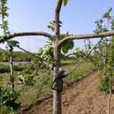 30 PCS Fruit Tree Branch Puller, Mixed Style M Shape and Hose Wrapped 20 M 3.9'' and 5.1'', 10 Fruit Tree Limb Spreader 10'' and 7.1'' Tree Limb Spreader for Branch Bending Shaping Open Angle Pull