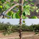 30 PCS Fruit Tree Branch Puller, Mixed Style M Shape and Hose Wrapped 20 M 3.9'' and 5.1'', 10 Fruit Tree Limb Spreader 10'' and 7.1'' Tree Limb Spreader for Branch Bending Shaping Open Angle Pull