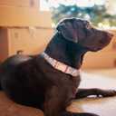 2 x Dog Collar, Cute Flower Floral Patterns Pet Collars for Girl Female Boy Small Medium Large Dogs, Strong Rose Gold Metal Buckle, Soft Cotton Adjustable Puppy Dog Collar (S( 5/8"x 10.2-16.5"), Green)