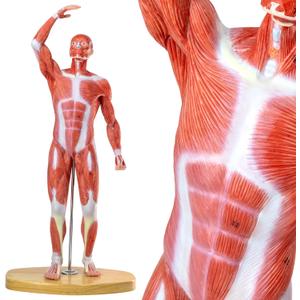 HADWYN 20" Human Muscle Model Miniature Muscular System Model, Human Muscular Figure Human Body Anatomy Model for Medical Physiology Teaching