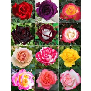 100 PCS Dark Rose Mixed Color Rose Seeds Rare Garden Flower Seeds Heirloom